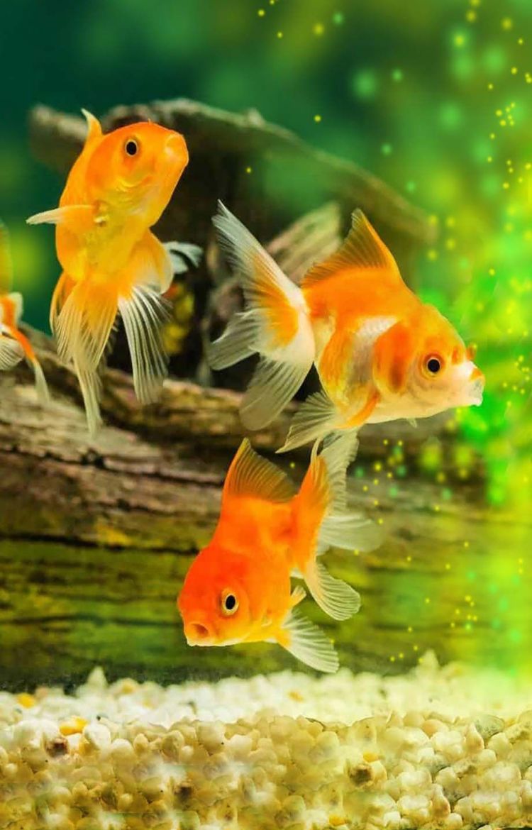 AboutUs_slide_SidhaAquaGarden