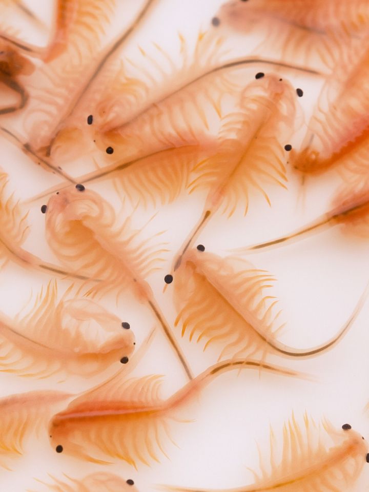 Brine shrimp (Artemia)