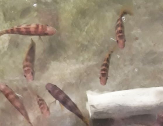 gallery_img_003_SidhaAqua