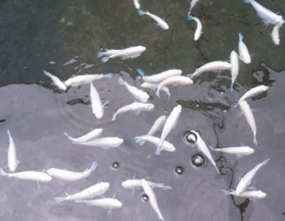 gallery_img_012_SidhaAqua