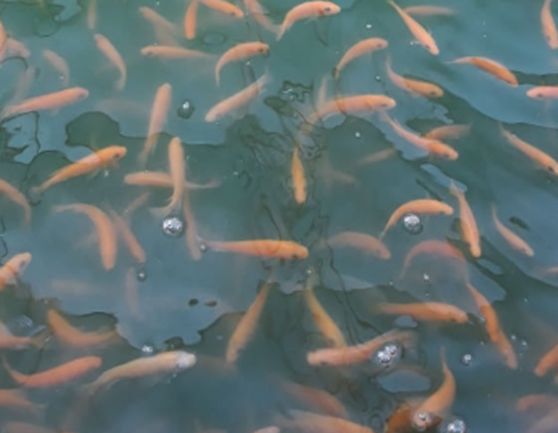 gallery_img_018_SidhaAqua