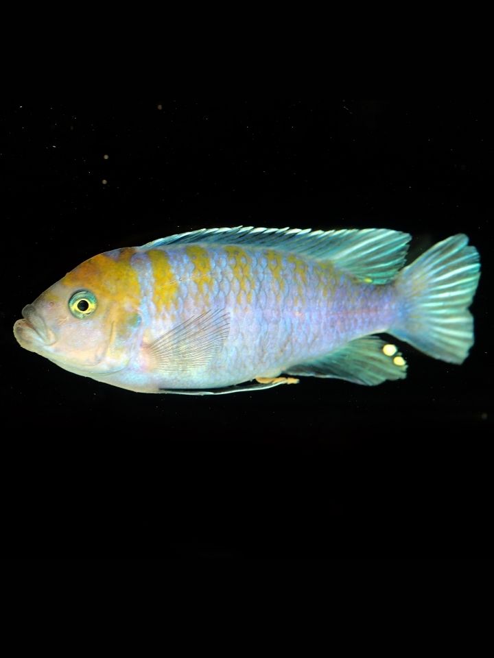 Afra Cobue Cichlid (Cynotilapia afra cobue)