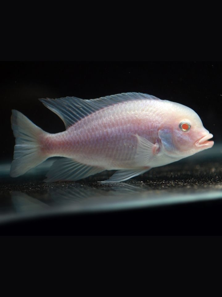 Albino Dolphin Cichlid (Cyrtocara moorii (Albino))