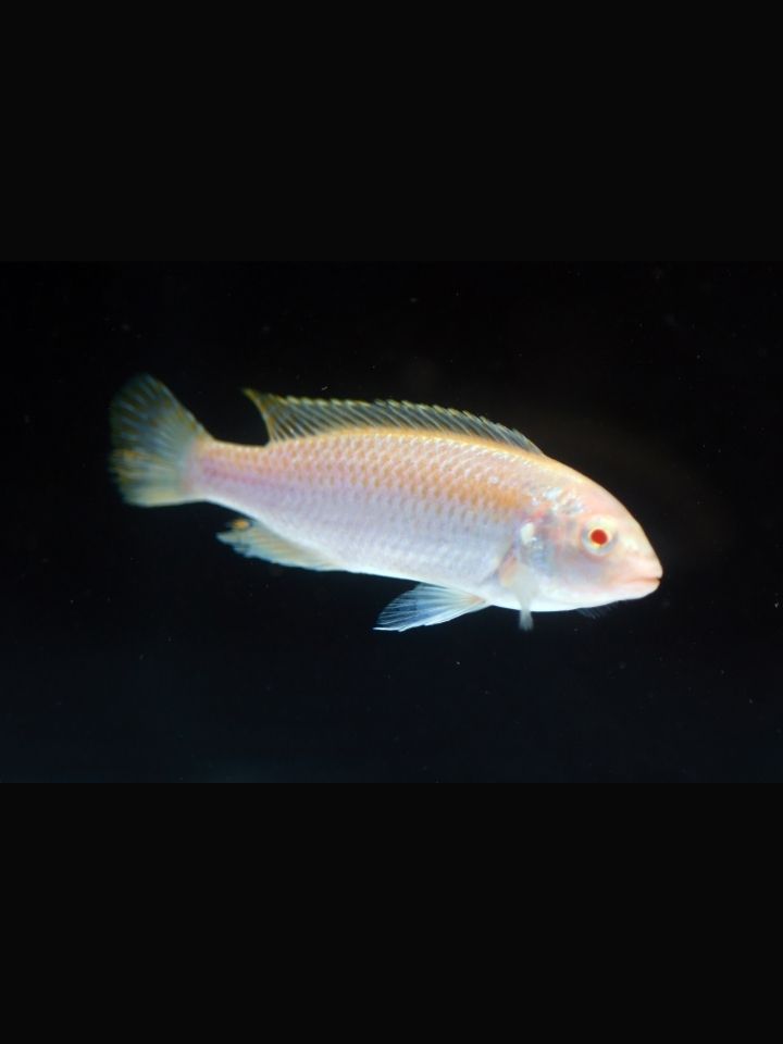 Albino Howrodus Cichlid (Melanochromis auratus (Albino))