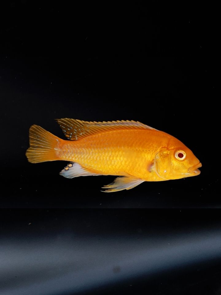 Albino Yellow Morph Cichlid (Labidochromis caeruleus (Albino))