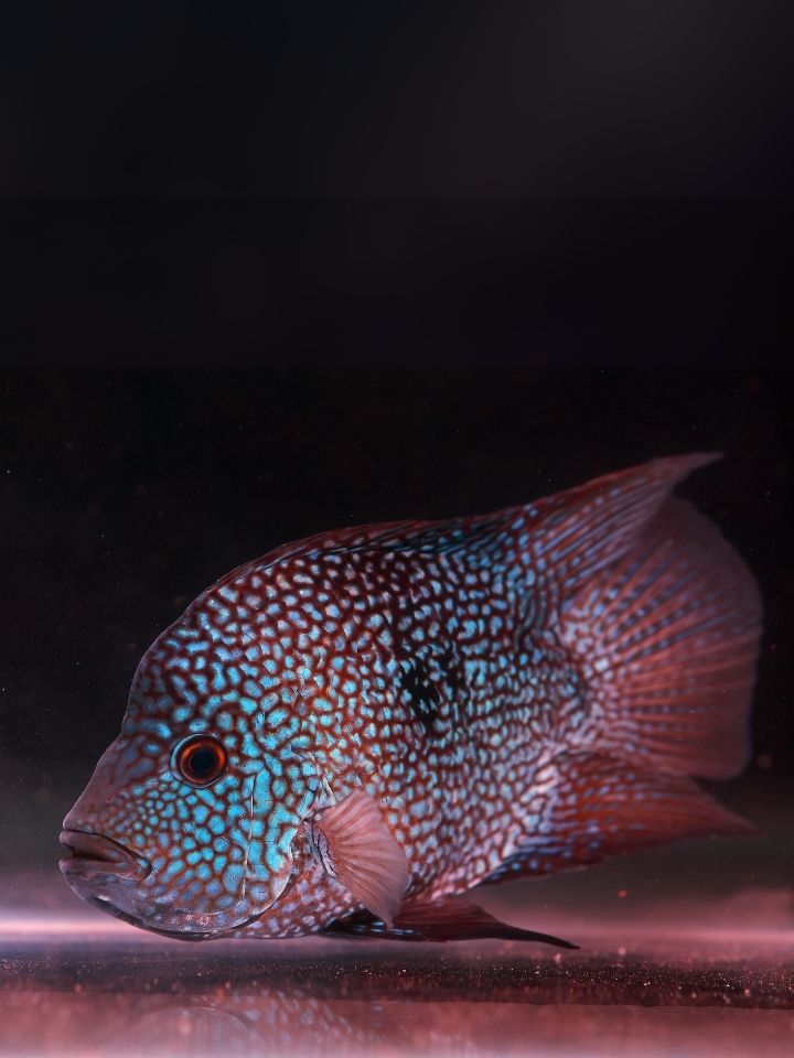 Balloon Texas Cichlid (Herichthys carpintis)