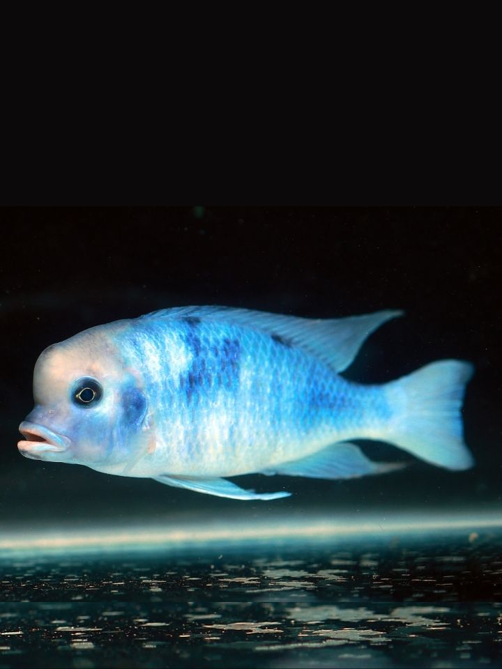 Blue Dolphin Cichlid (Cyrtocara moorii)