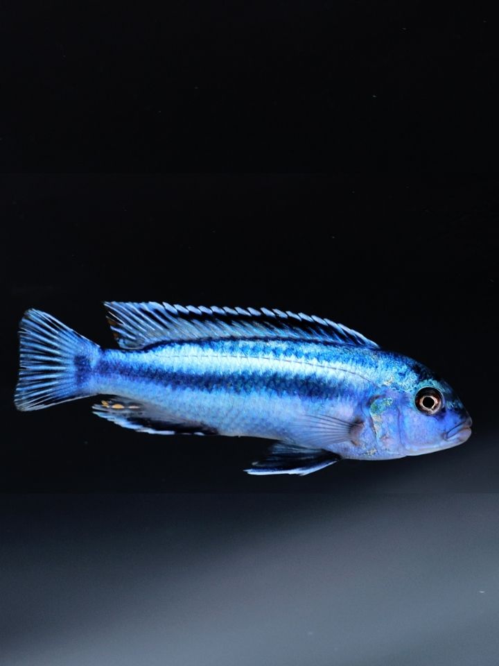 Blue Johanni Cichlid (Melanochromis johannii)