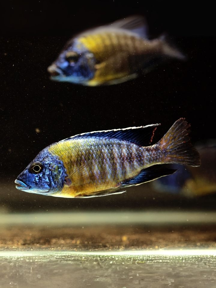 Blue Neon Cichlid (Aulonocara stuartgranti)