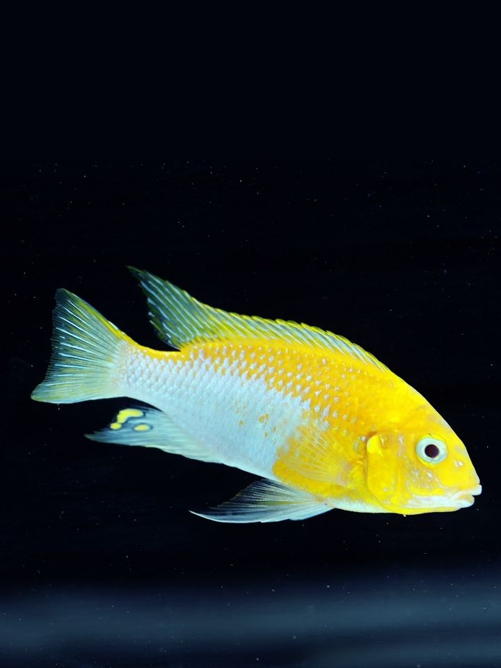 Butterfly Cichlid (Pseudotropheus albino redcheek)