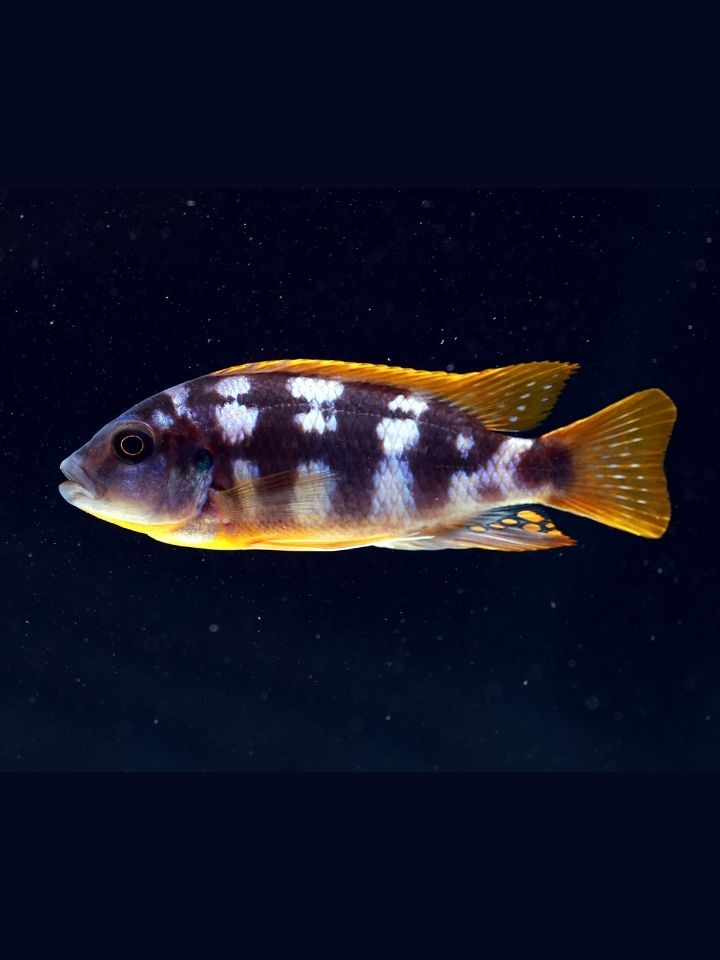 Chitimba Cichlid (Petrotilapia sp. 'Chitimba')