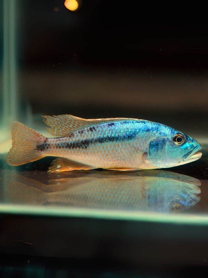 Christyi Cichlid (Aristochromis christyi)