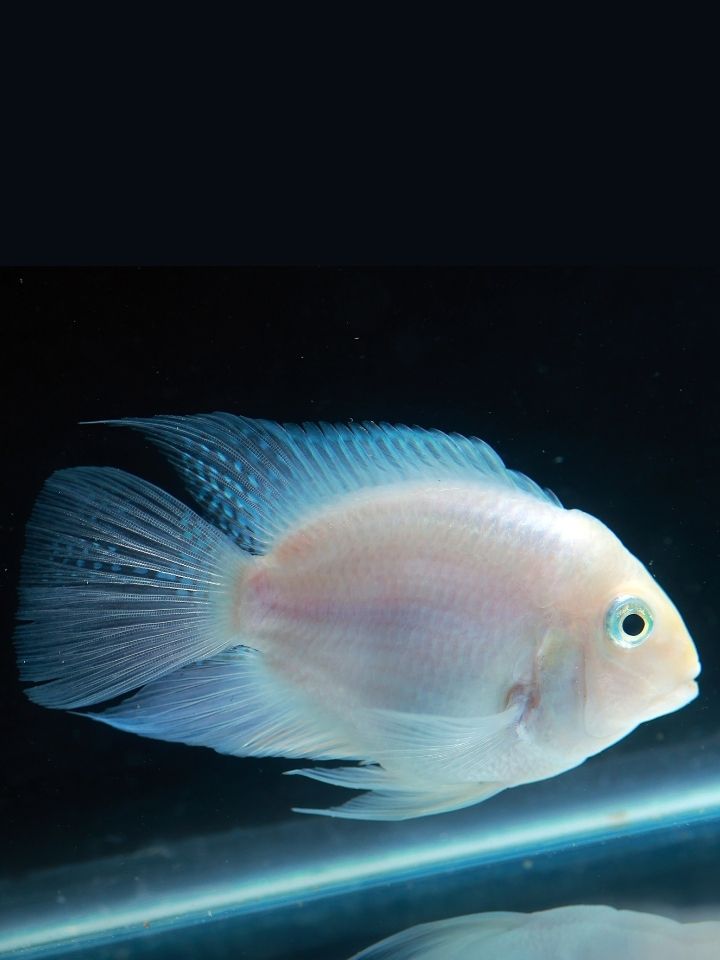 Convict Cichlid (Cichlasoma nigrofasciatus)