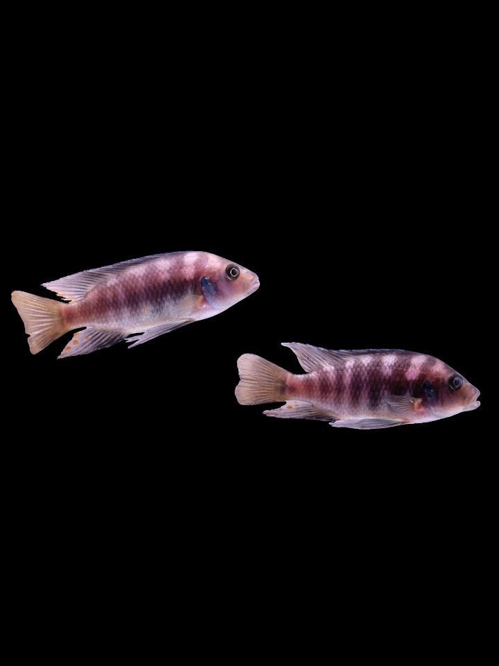 Crabro Cichlid (Pseudotropheus crabro)