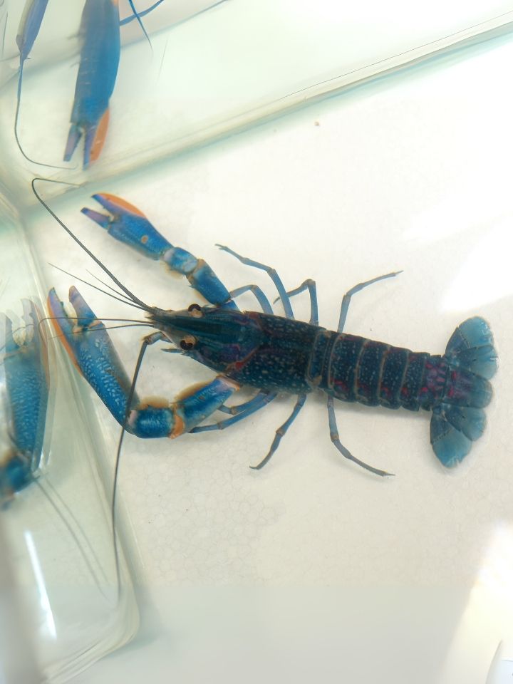 Crayfish (Procambarus alleni)