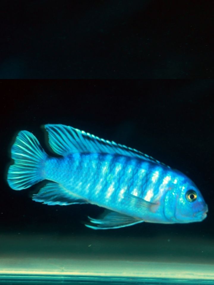 Cylinder Mubuna Cichlid (Pseudotropheus elongatus ornatus)