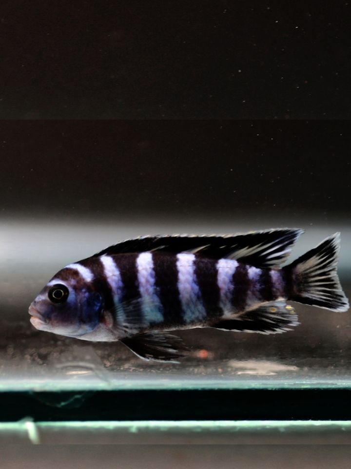 Demosoni Cichlid (Pseudotropheus demasoni)