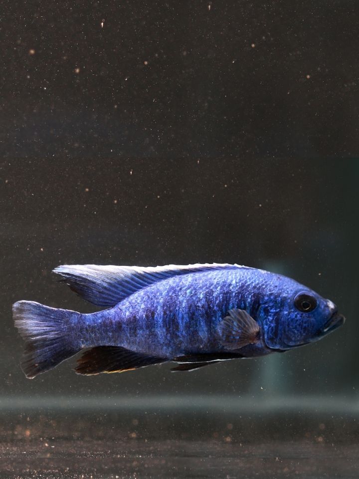 Electric Blue Cichlid (Sciaenochromis ahli)