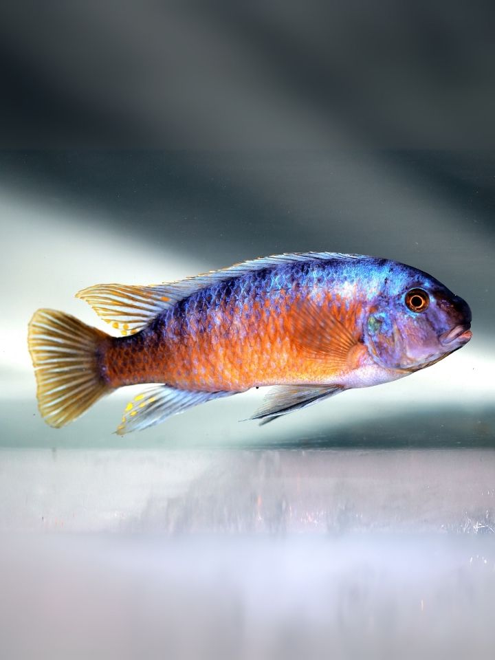 Fuel Bone Cichlid (Labeotropheus fuelleborni)