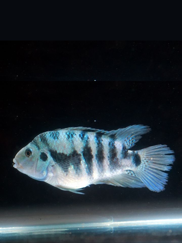 Honduran Red Point Cichlid (Amatitlania sp. 'Honduran Red Point')