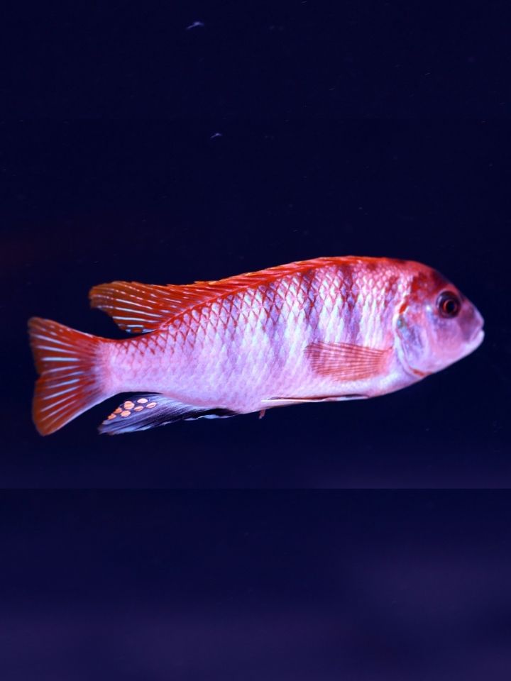 Hongi Cichlid (Labidochromis sp. 'Hongi')