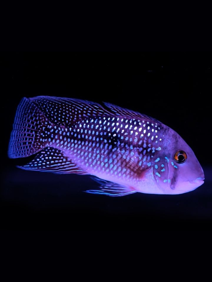 Iporangensis Cichlid (Geophagus iporangensis)