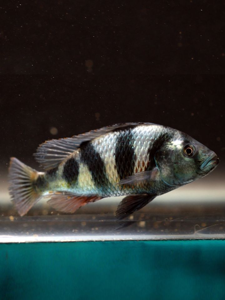Johnston Hap Cichlid (Haplochromis obliquidens)