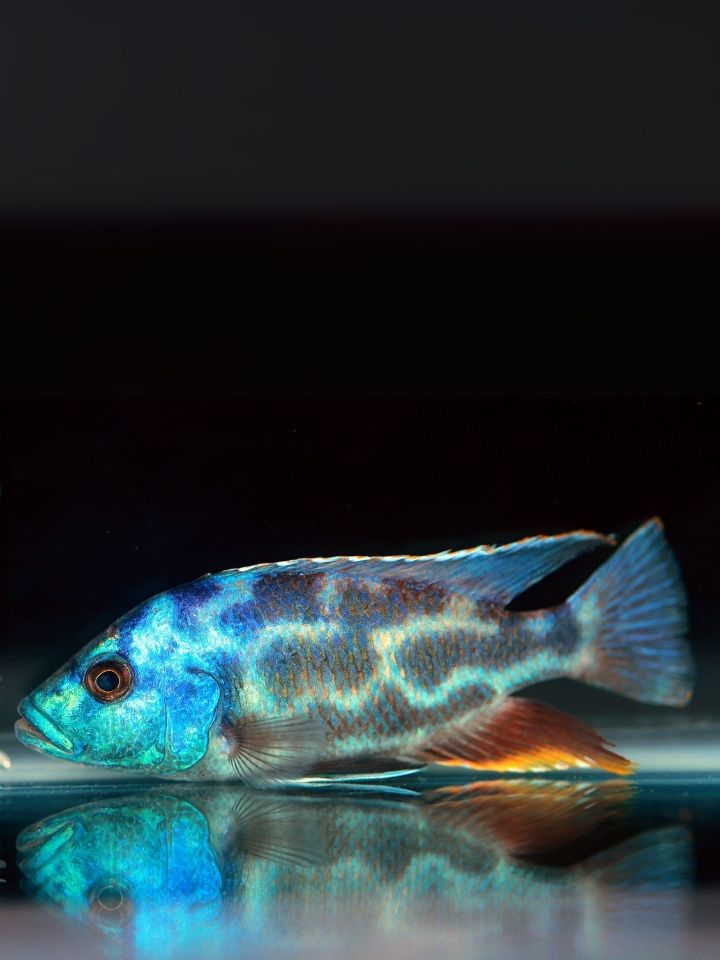 Livingstonii Cichlid (Nimbochromis livingstonii)