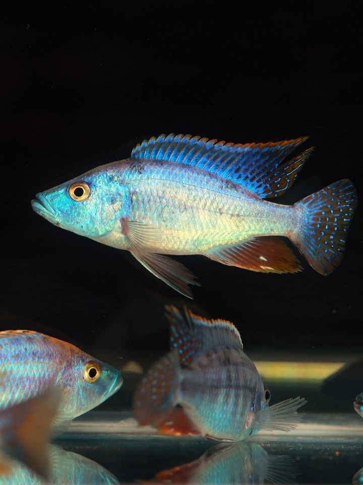 Malawian Eye Biter Cichlid (Dimidochromis compressiceps)