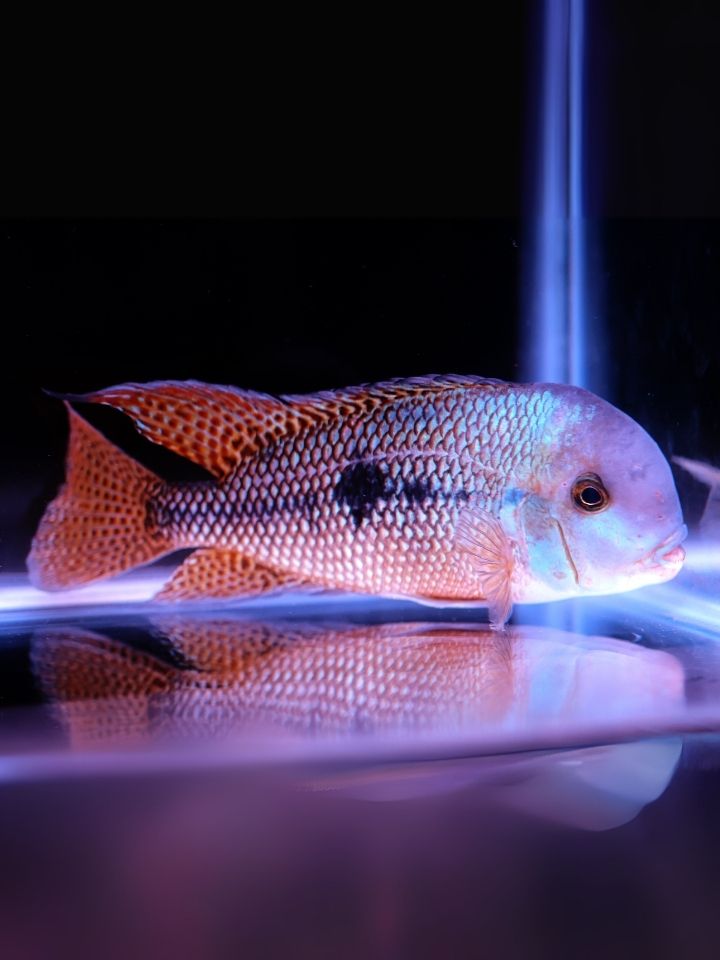 Macaw Parrot Cichlid (Hypsophrys nicaraguensis)