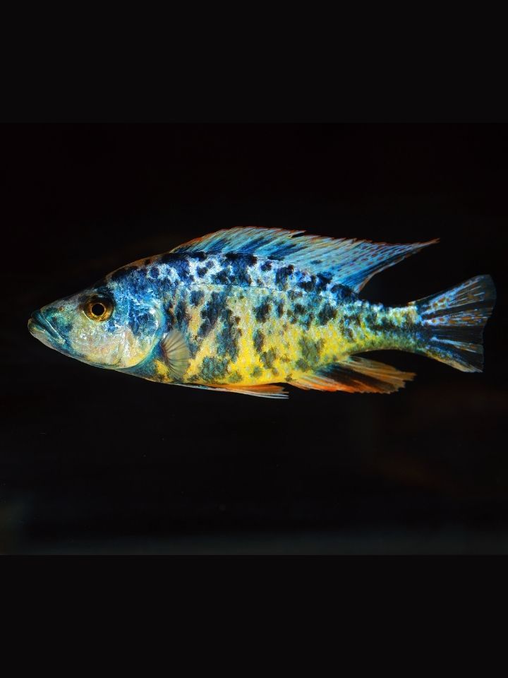 Malawian OB Cichlid (Dimidochromis compressiceps (OB))