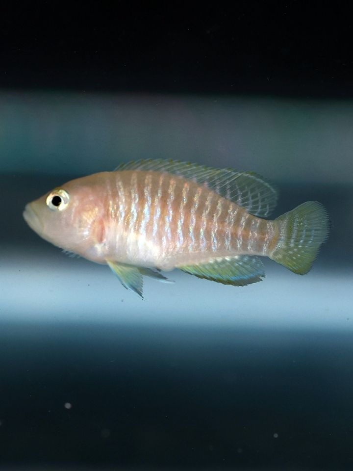 Multi Faciatiers Cichlid (Neolamprologus multifasciatus)