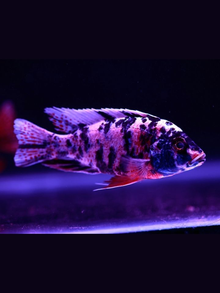 OB Peacock Cichlid (Aulonocara sp. 'OB')