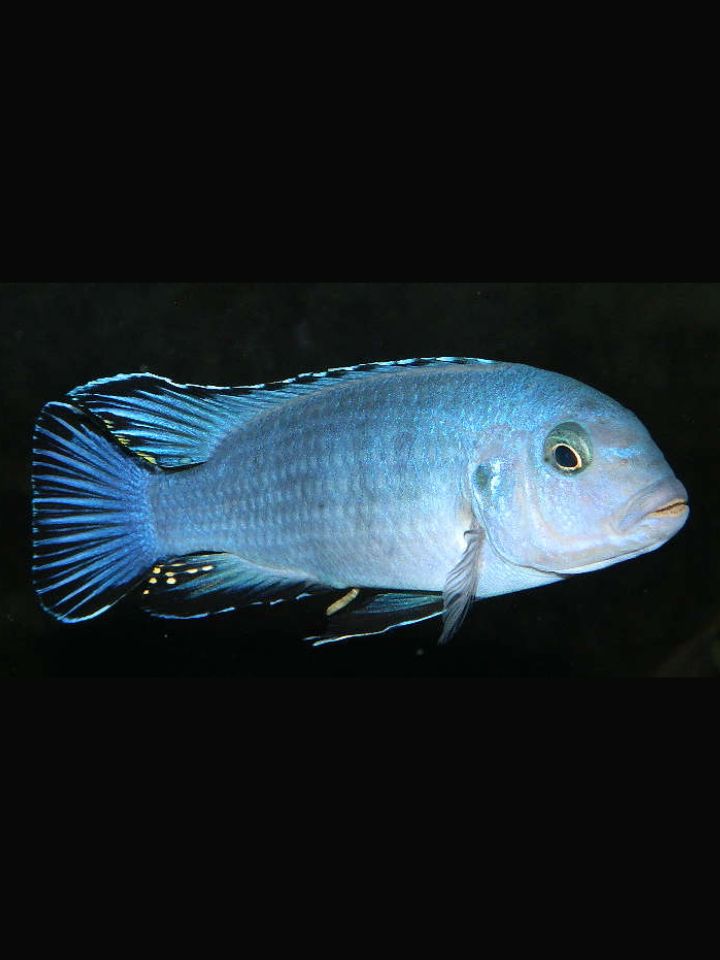 Powder Blue Cichlid (Pseudotropheus socolofi)