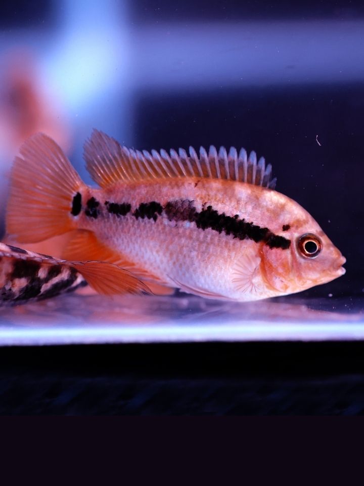 Rainbow Cichlid (Herotilapia multispinosa)