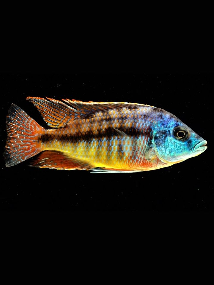 Red Empress Cichlid (Protomelas taeniolatus)