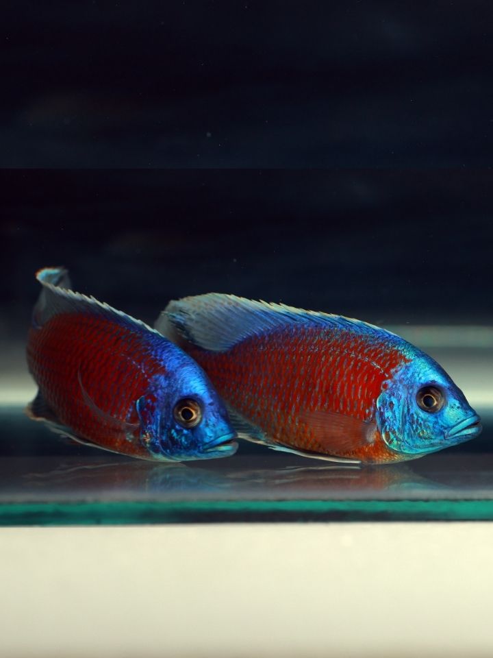 Red Kadango Cichlid (Copadichromis borleyi)