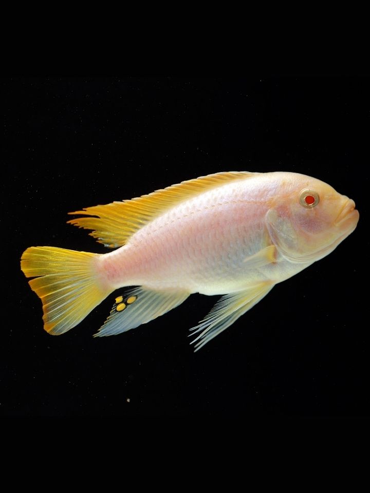 Red Top Cichlid (Maylandia greshakei)