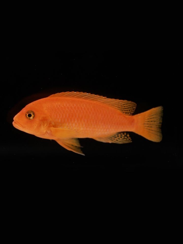 Red Zebra Cichlid (Maylandia estherae)