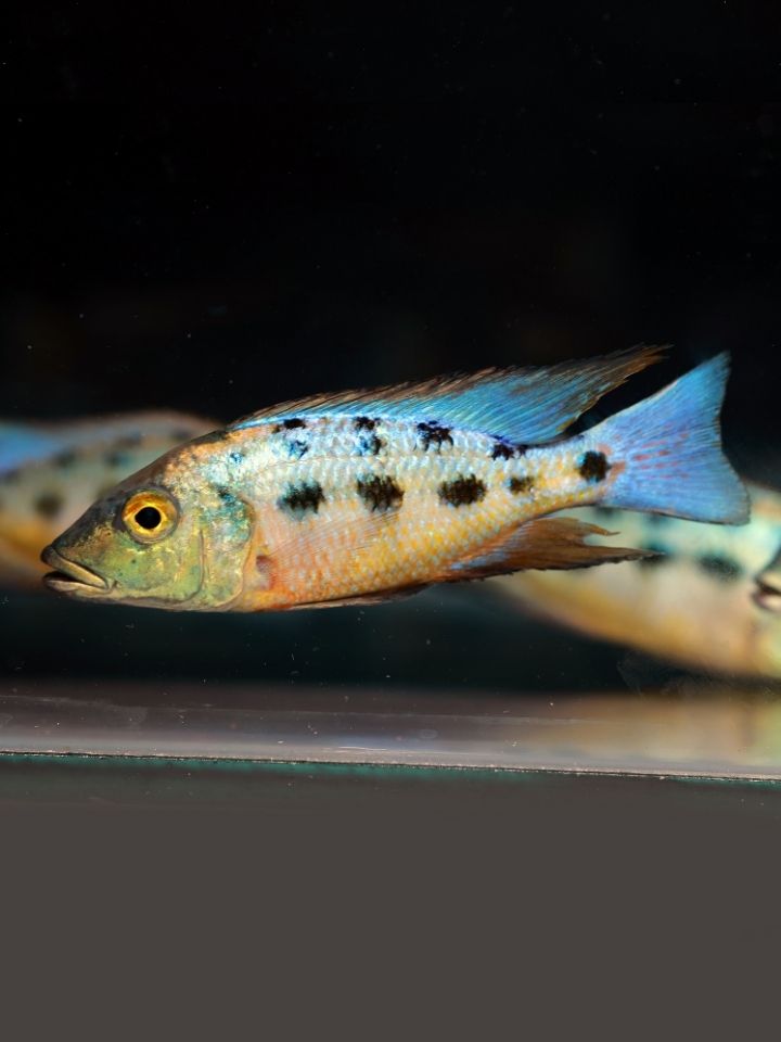 Rostratus Cichlid (Fossorochromis rostratus)