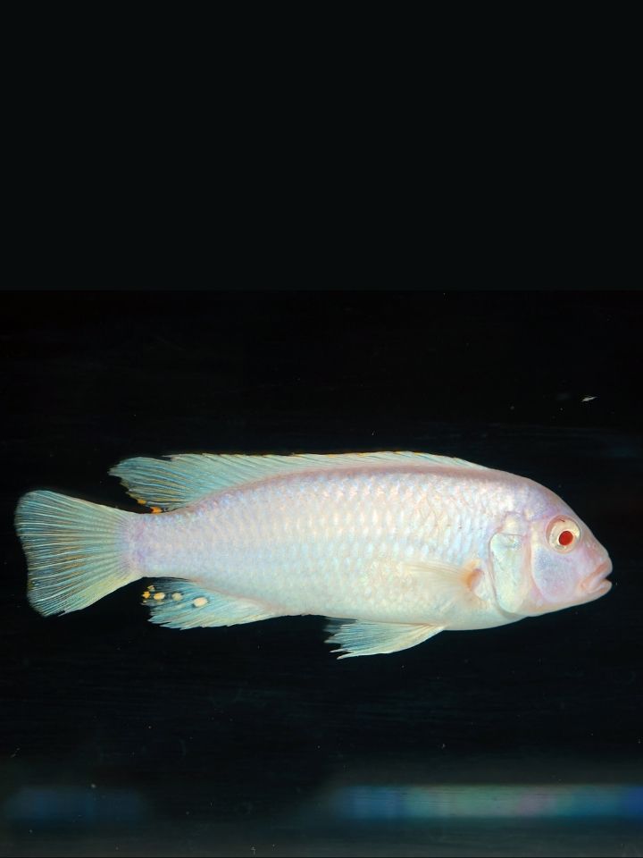Snow White Cichlid (Pseudotropheus socolofi (Albino))