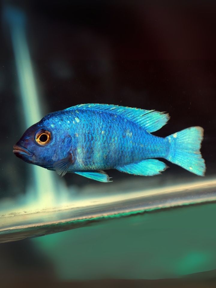 Phenochilus (Star Sapphire) Cichlid (Placidochromis sp. 'Phenochilus Tanzania')