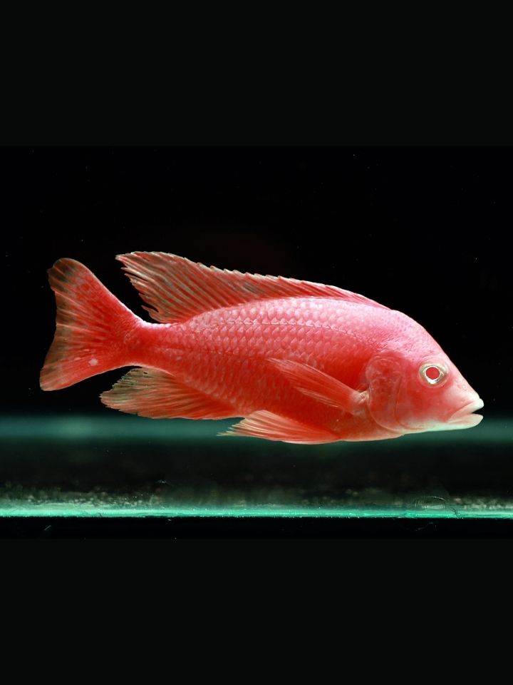 Strawberry Peacock Cichlid (Aulonocara sp. 'Strawberry')