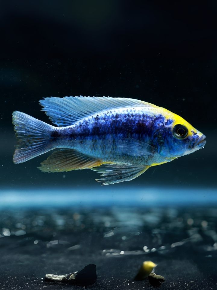 Sulphur Head Cichlid (Aulonocara maylandi)