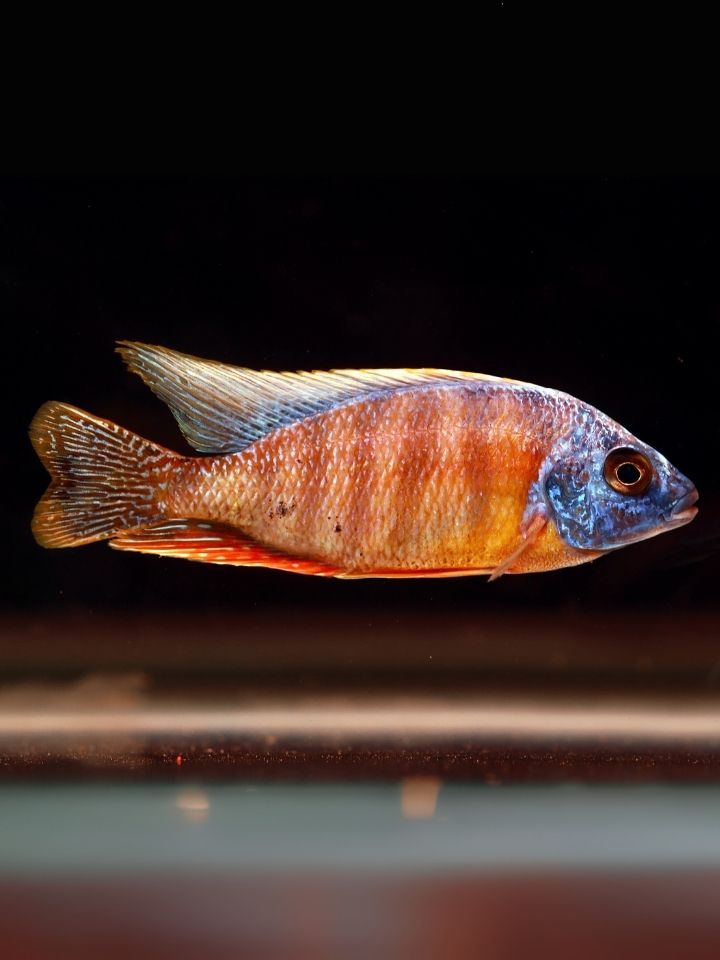 Taiwan Reef Cichlid (Protomelas sp. 'Steveni Taiwan')