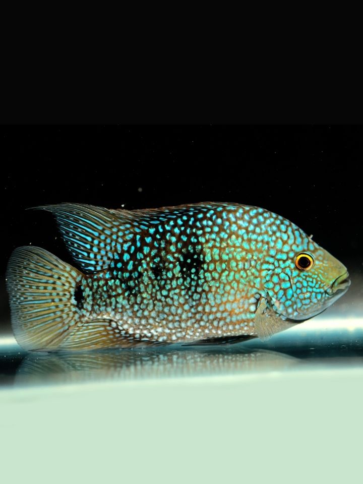 Texas Cichlid (Herichthys cyanoguttatus)