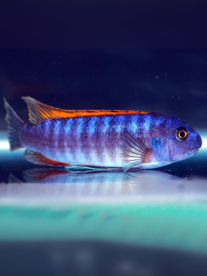 Thumbi West Cichlid (Labeotropheus trewavasae)