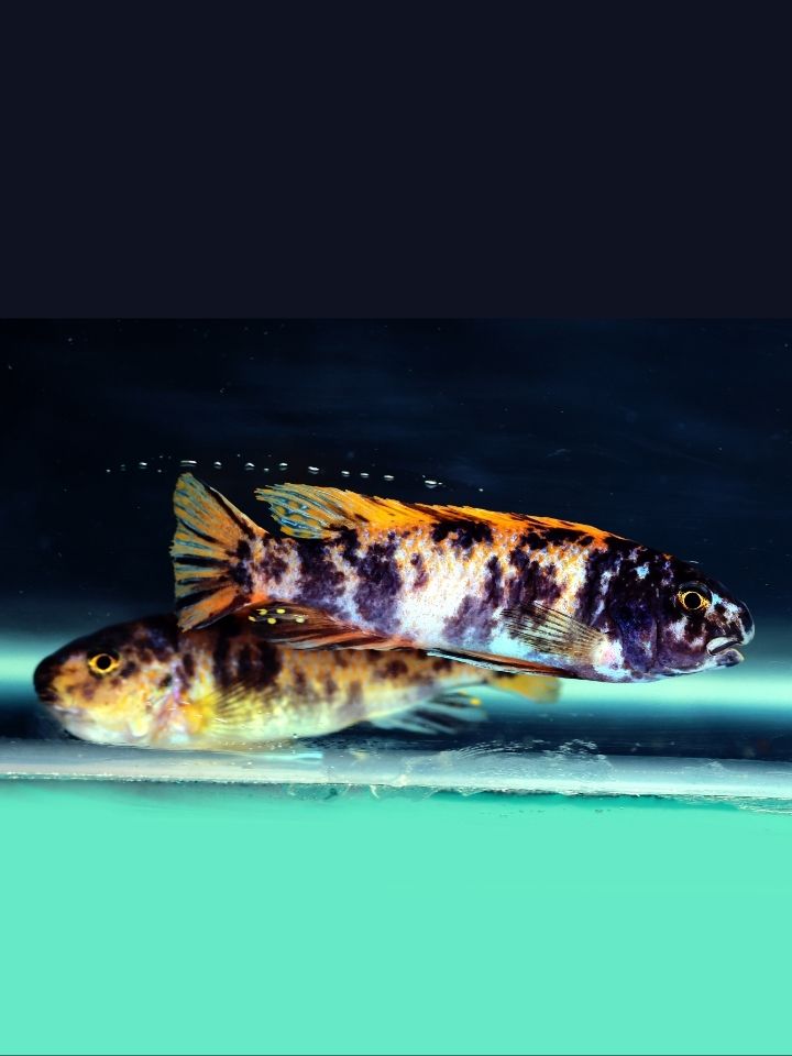 Thumbi West OB Cichlid (Labeotropheus trewavasae(OB))