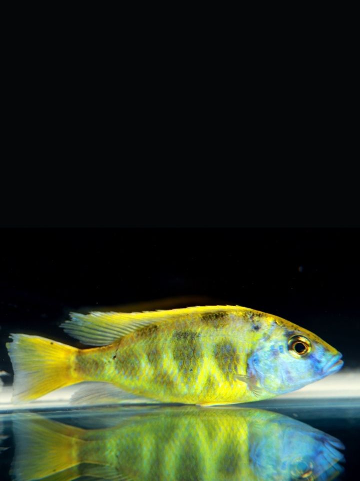 Venus Cichlid (Nimbochromis venustus)