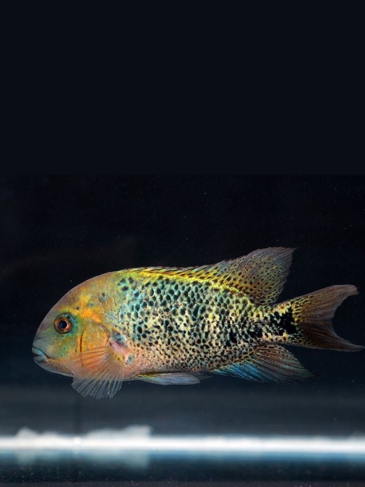 Vieja Cichlid (Paraneetroplus synspilus)